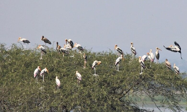 nandur e1642155591768